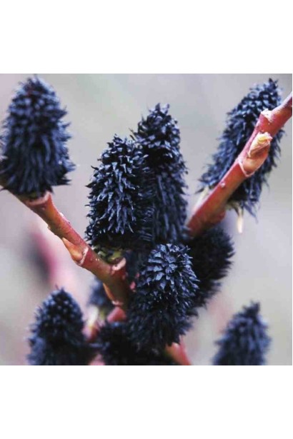 Верба Melanostachys колір котиків